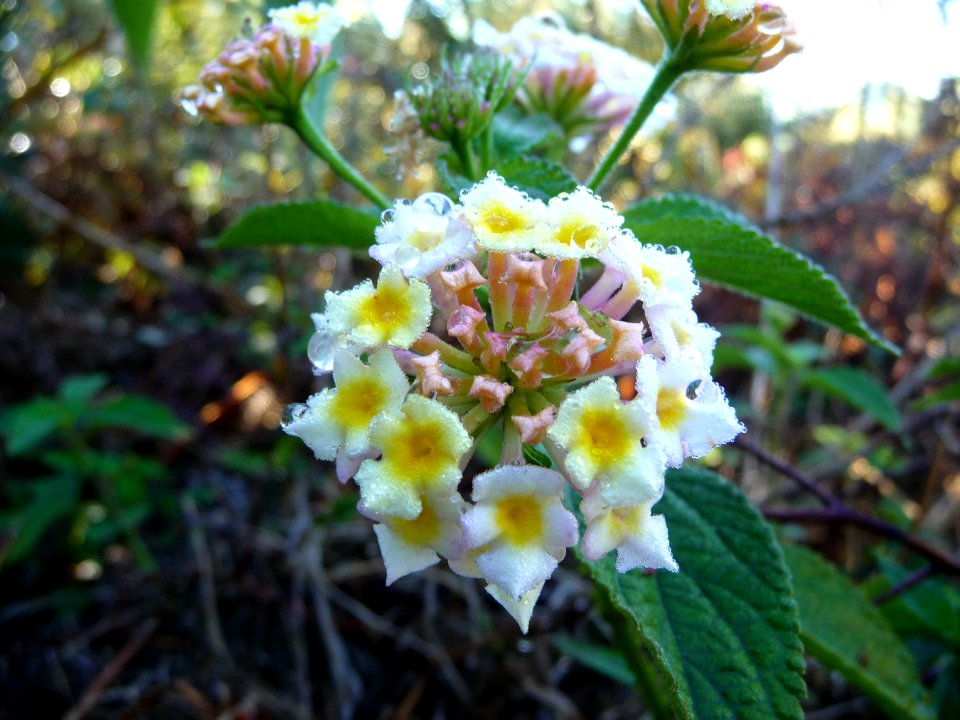 Camara ou Galabert ou Corbeille d'or, Lantana camara, Verb… 