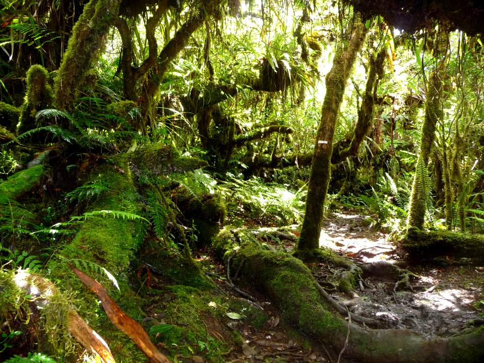 Jungle réunionnaise encore et toujours 