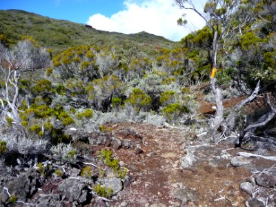 Le sentier est marqué par une trace de peinture jaune 