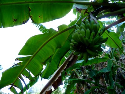 Régime de bananes, Musa, Musacées 
