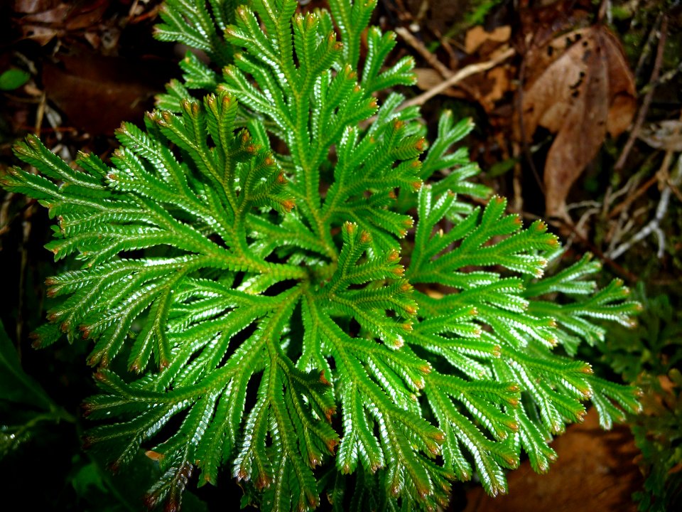 Sélaginelle, Selaginella distachya, Selaginellacées 