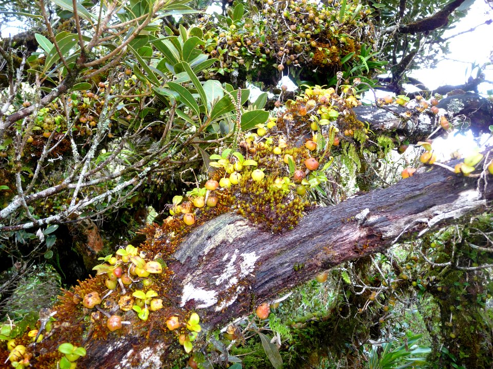 Colonie de Ti carambole, Bulbophyllum nutans, Orchidacées 