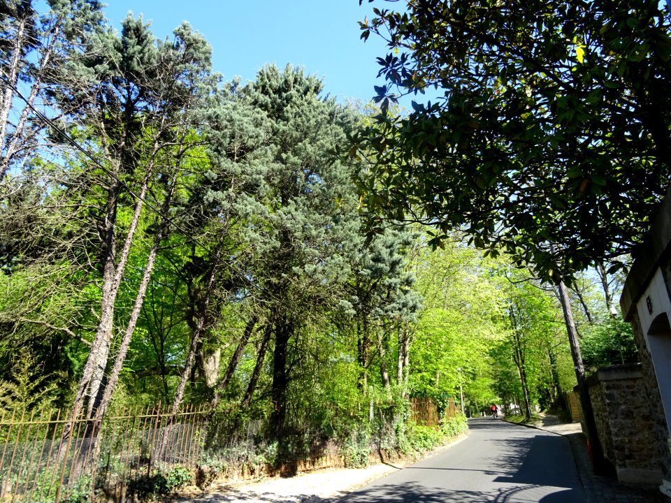 Montée dans le bois, Louveciennes 