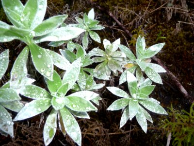 Velours blanc, Helichrysum heliotropifolium, Asteracées 