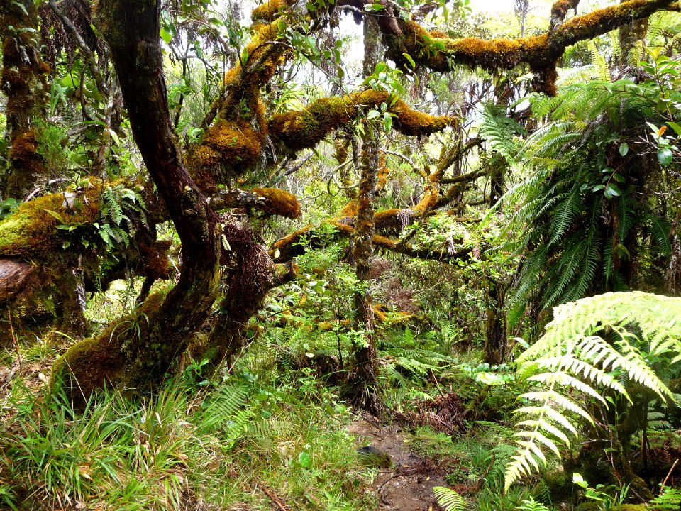 Ambiance de jungle 