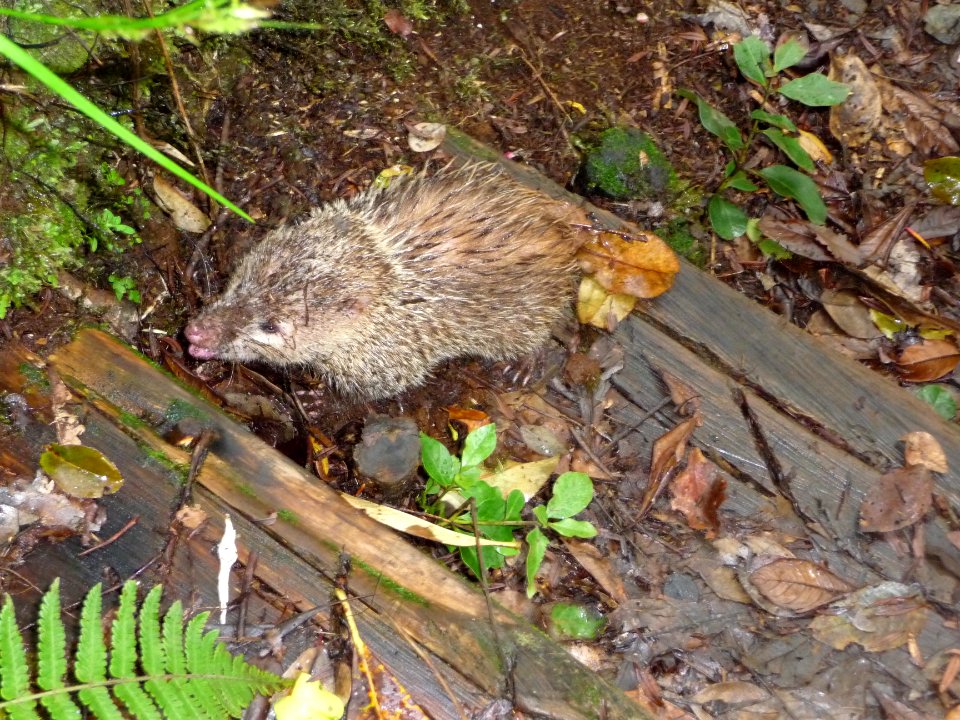 Un tangue, Tenrec ecaudatus, Tenrecidés 