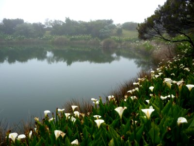 Lac bordé d'arums au sommet du Piton de l'Eau 
