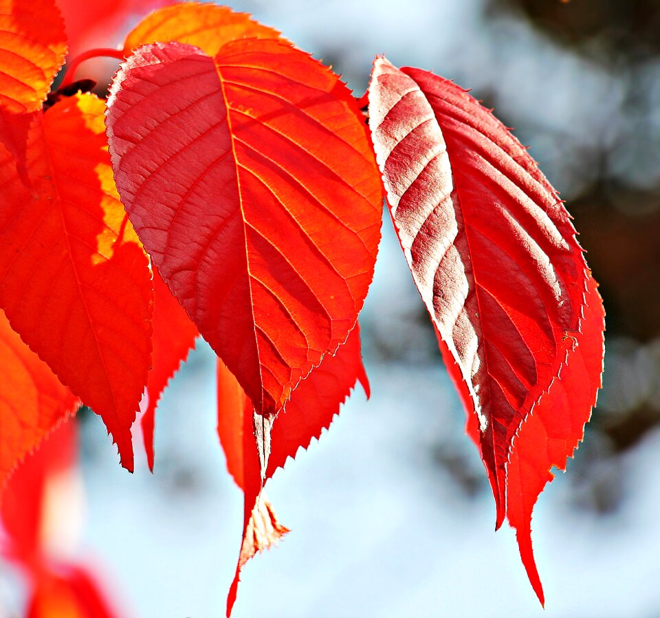 True leaves fall color red