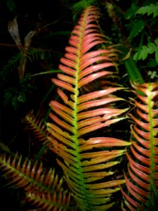 Blechne atténué, Blechnum attenuatum, Blechnacées. Fougère… 