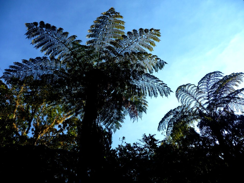 Fougère arborescente, Cyathea sp. 