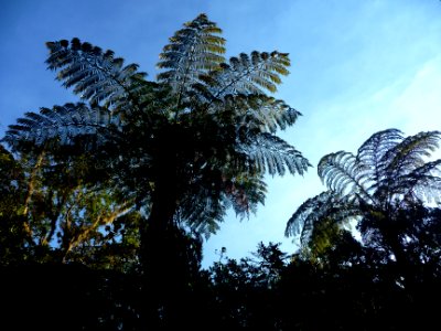 Fougère arborescente, Cyathea sp. 