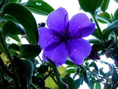 Tibouchine à grandes feuilles, Tibouchina grandifolia 