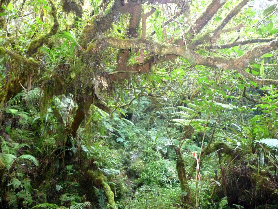 Fouillis végétal 