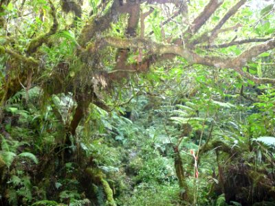 Fouillis végétal 