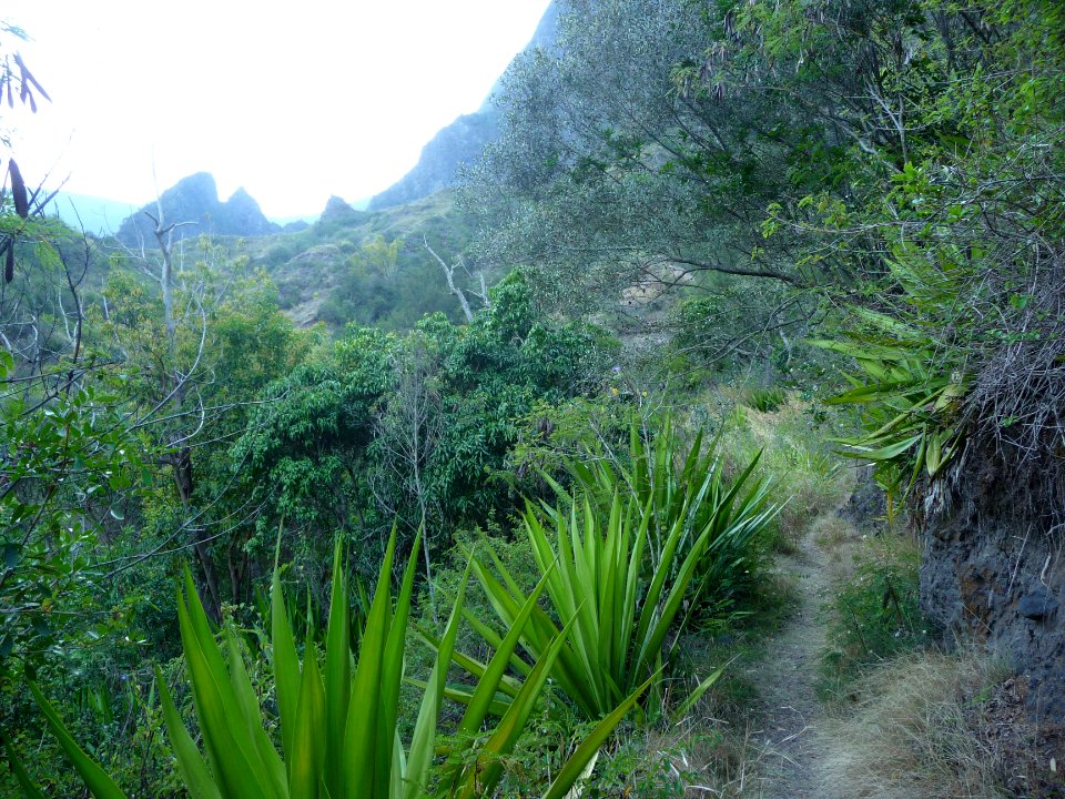 Sentier à travers les chocas 