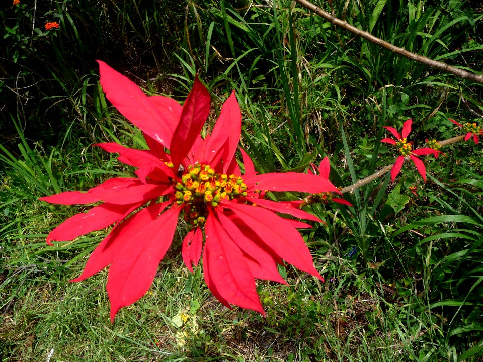 Poinsetta Etoile de Noël, Euphorbia pulcherrima, Euphorbia… 