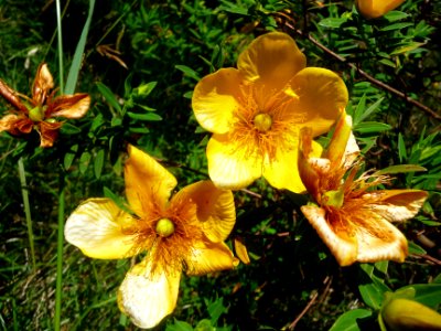 Bois de fleur jaune, Hypericum lanceolatum, Clusiacées 
