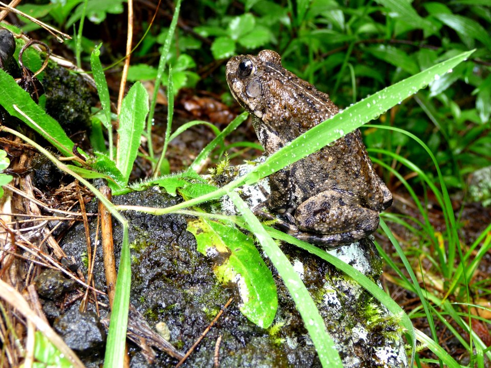 Un crapaud, Buffo gutturalis 