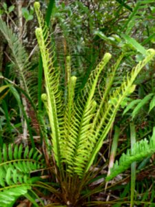 Fausse osmonde, Blechnum tabulare, Blechnacées 