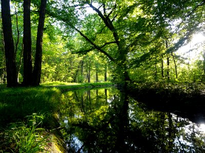 Ruisseau de Longchamp, Bois de Boulogne 