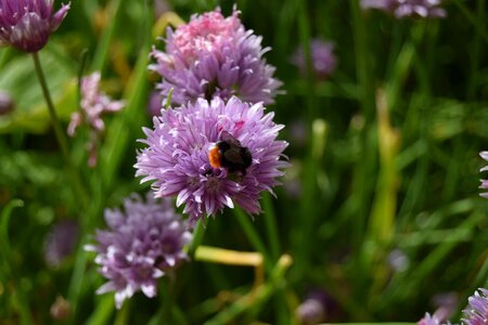 Flower herbs insect photo