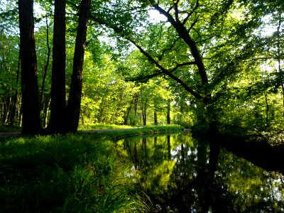 Ruisseau de Longchamp, Bois de Boulogne 