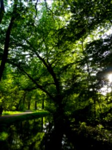 Ruisseau de Longchamp, Bois de Boulogne 
