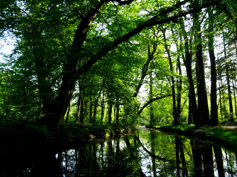 Ruisseau de Longchamp, Bois de Boulogne 
