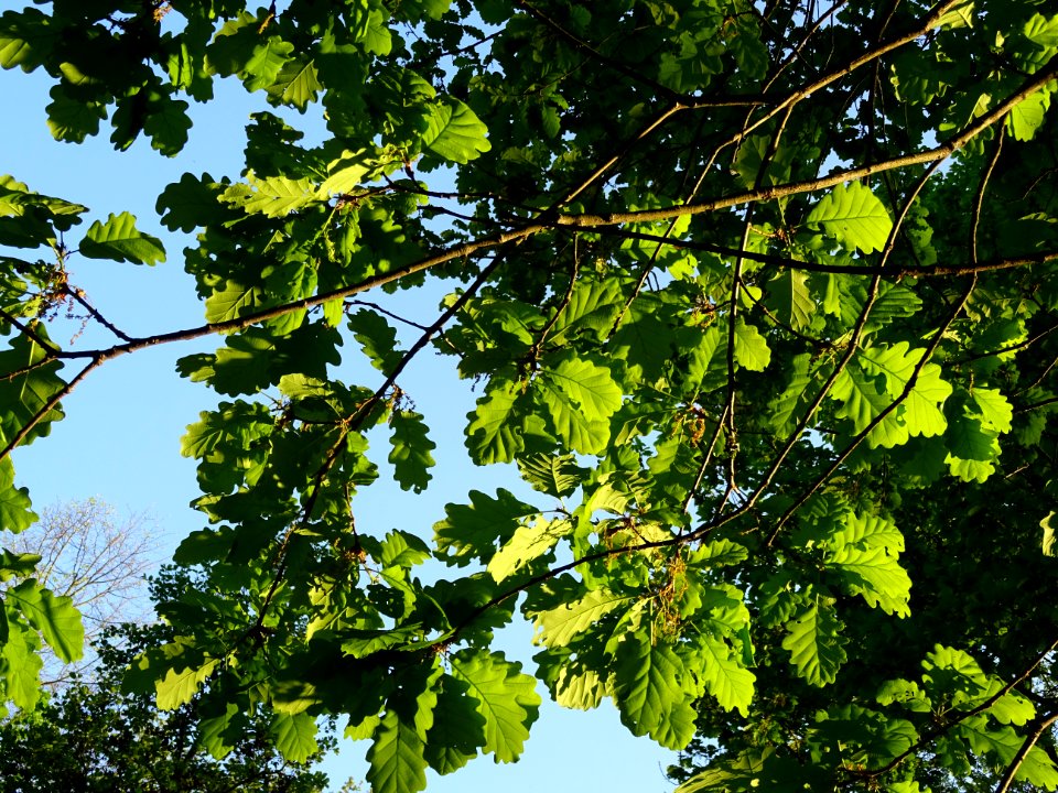 Lumière dans les feuilles de chêne 
