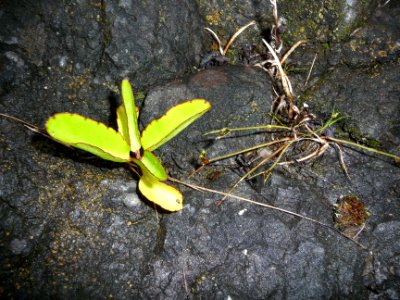Kalanchoé de Daigremont, Bryophyllum daigremontianum, Cras… 