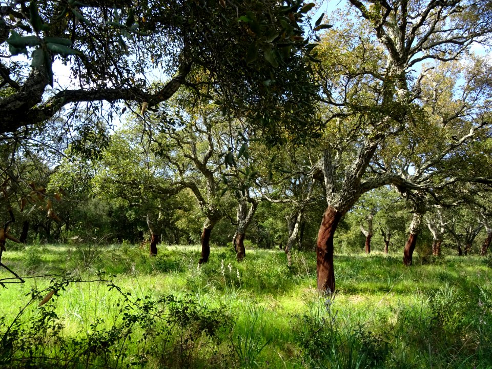 Chênes-lièges, Quercus suber L., Fagacées 