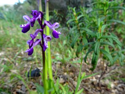 Orchis à long éperon, Anacamptis longicornu, Orchidacées 
