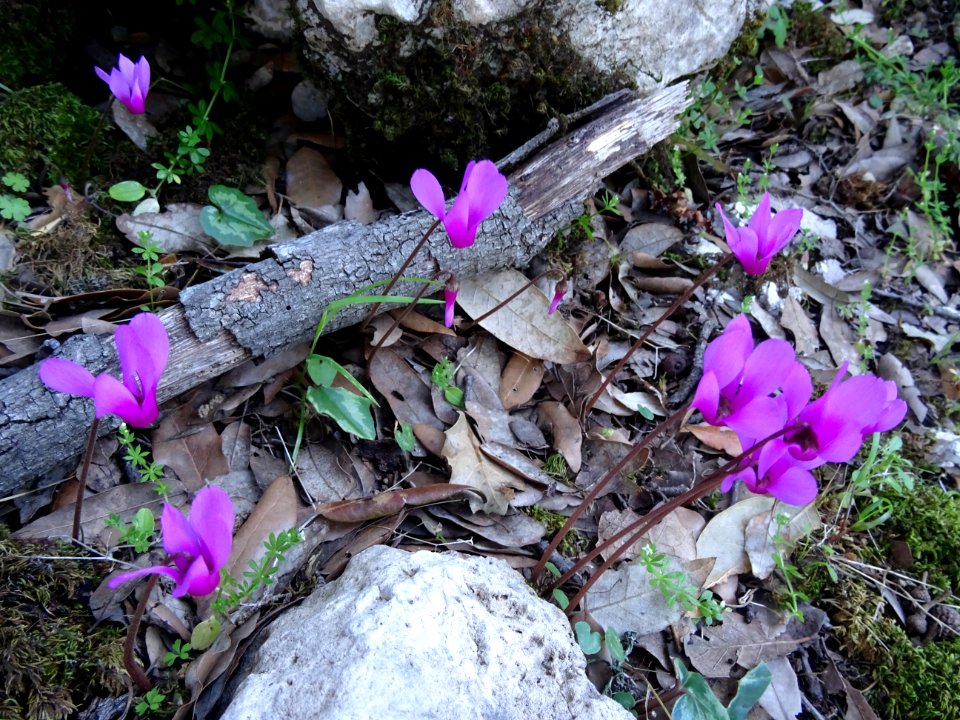 Cyclamen étalé, Cyclamen repandum, Primulacées 