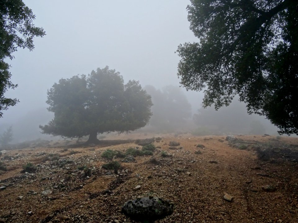 Chênes dans le brouillard en montant au col Scala 'e Padru… 