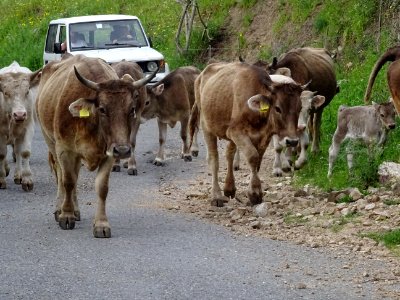 Les bergers Sardes en 4*4 poussent doucement les vaches sa… 