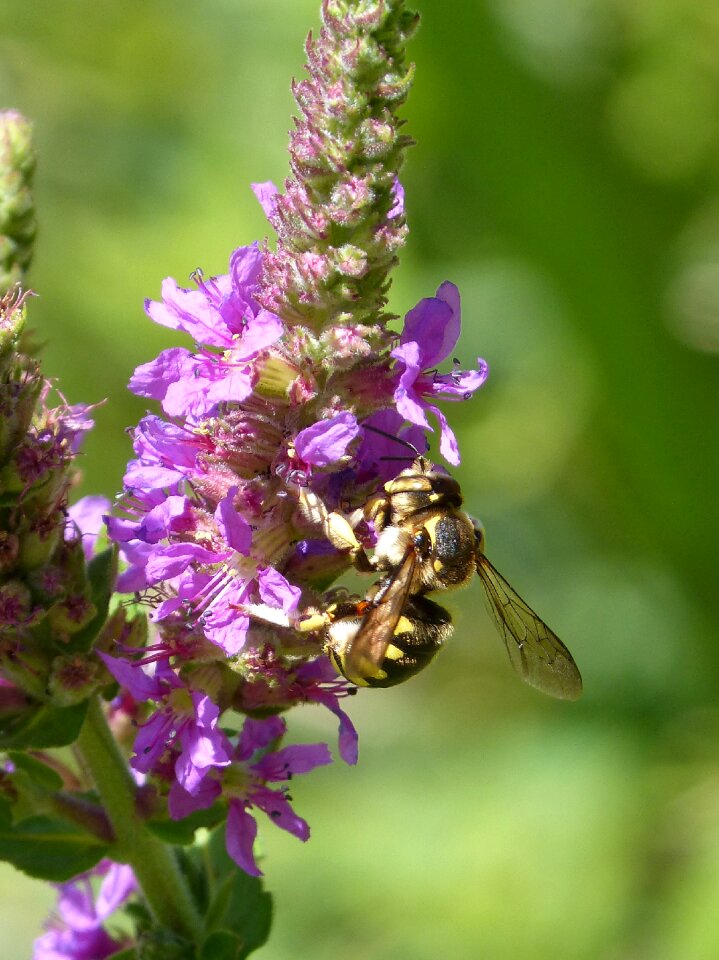 Libar megascolia maculata wild flower
