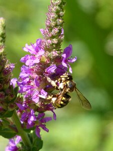 Libar megascolia maculata wild flower