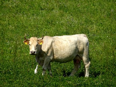 Vache et oiseau (nom ?) photo