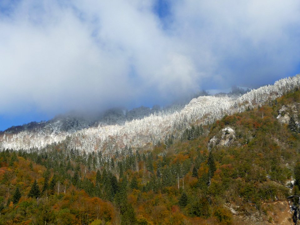 Le lendemain, limite entre la couleur des feuilles des arb… 