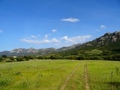 Grande prairie et asphodèles blanches 