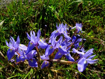 Iris onguivulé, Iris cretensis, Iridacées photo