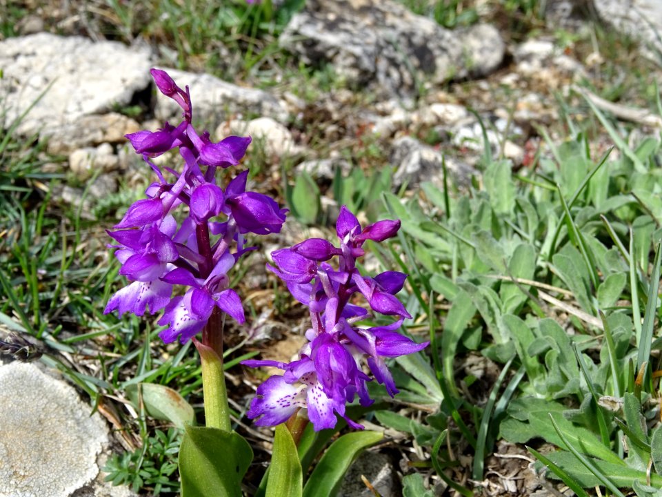 Orchis mâle, Orchis mascula, Orchidacées 