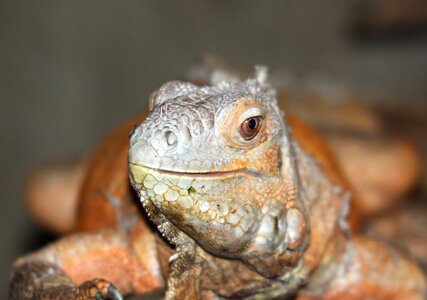 Iguana lizard animal