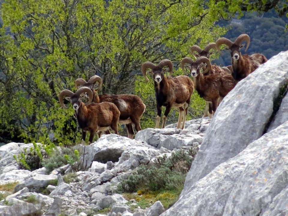 Des mouflons de Sardaigne, Ovis orientalis musimon 