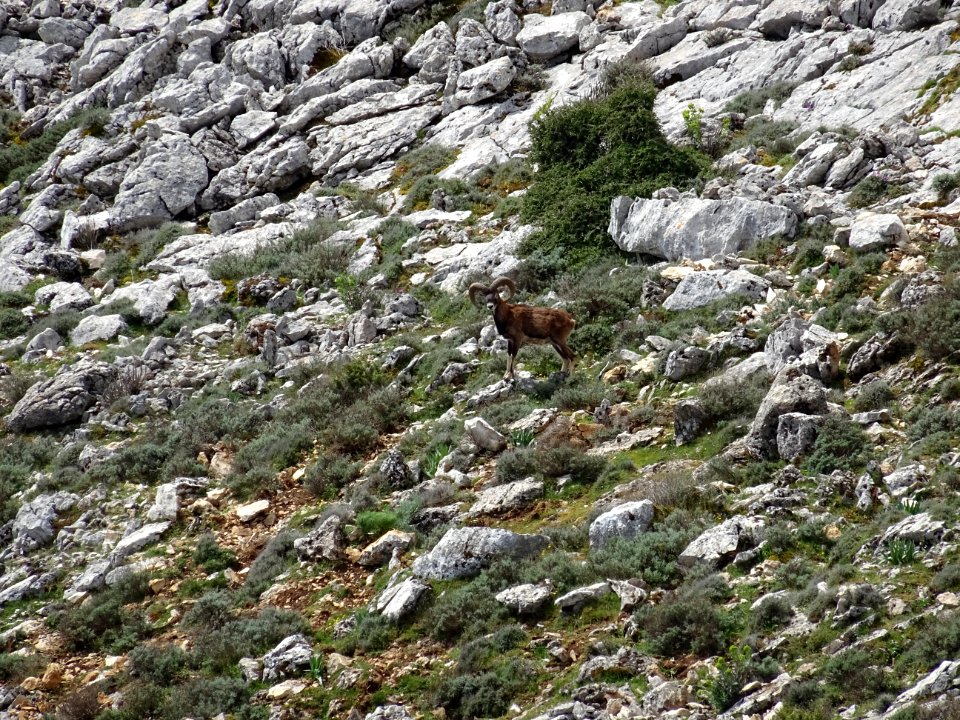 Un mouflon de Sardaigne, Ovis orientalis musimon 