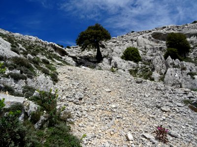 Chênes poussant dans la rocaille et les éboulis 