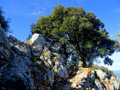 Un beau chêne à la sortie du sentier 