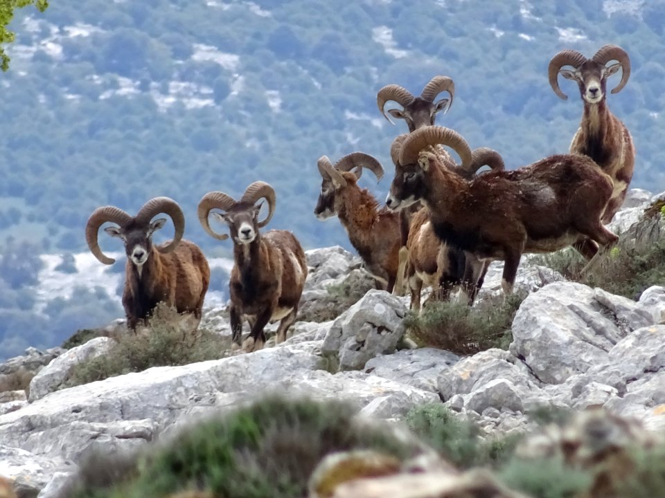 Des mouflons de Sardaigne, Ovis orientalis musimon 