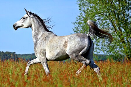 Trot meadow pasture