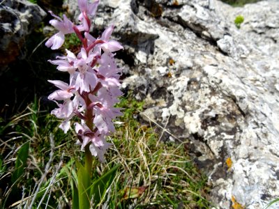 Orchis d'Hyères, Orchis olbiensis, Orchidacées 